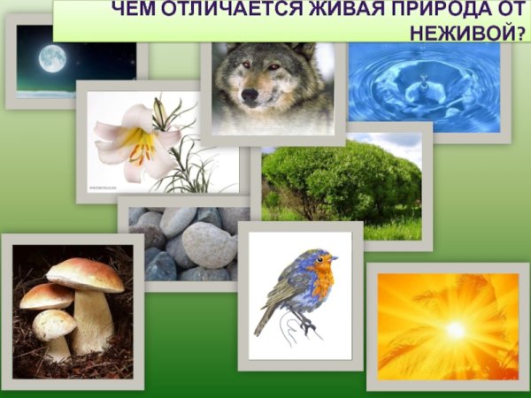 Объекты живой природы 1 класс