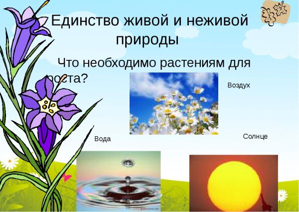 Единство живой природы