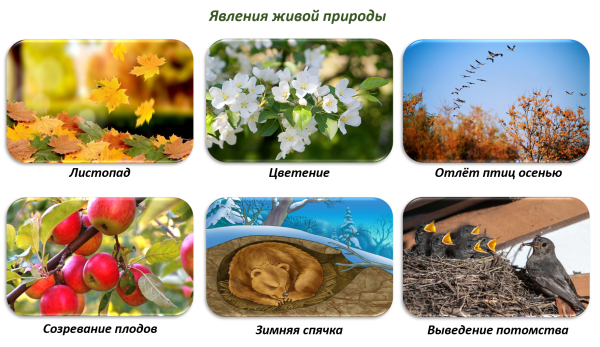 Явления неживой природы и живой природы таблица