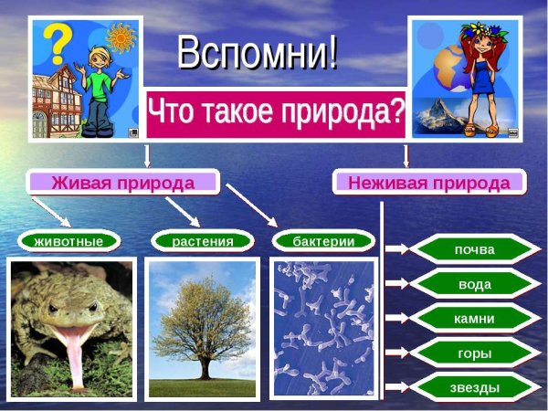 Живая и неживая природа