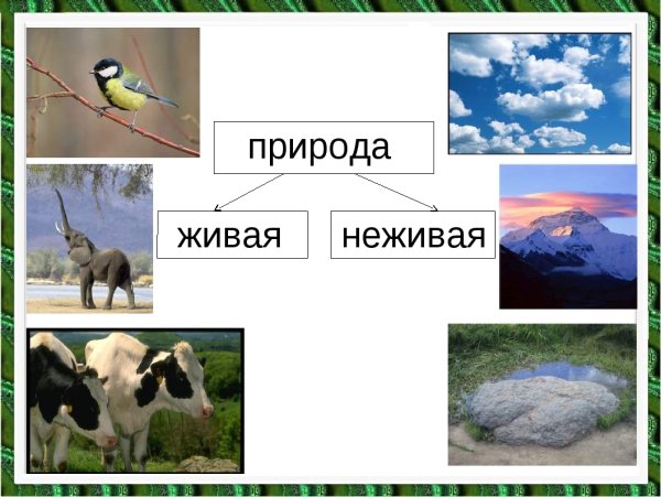 Живое неживое
