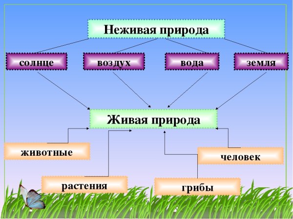 Схема живой и неживой природы 2 класс окружающий мир