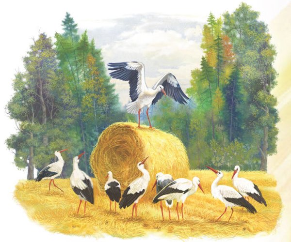 Рисунок на тему Беларусь