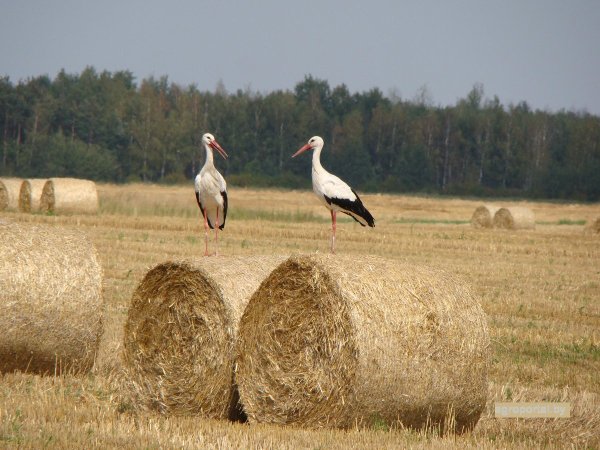 Белоруссия с аистами поле