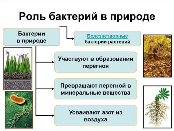 Роль бактерий в природе 5 класс