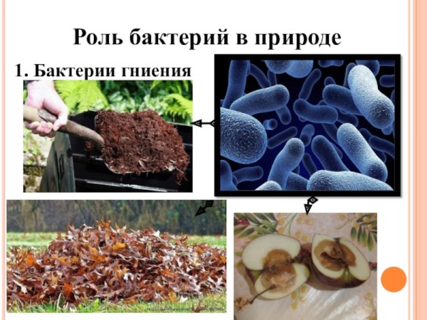 Почвенные бактерии и бактерии гниения 5 класс