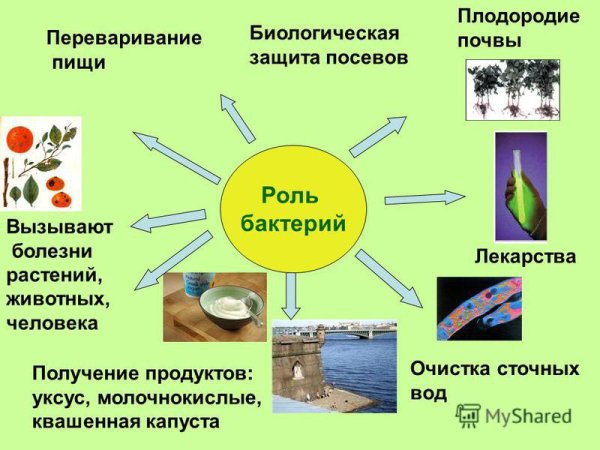 Биология 5 класс проект на тему бактерии в жизни человека