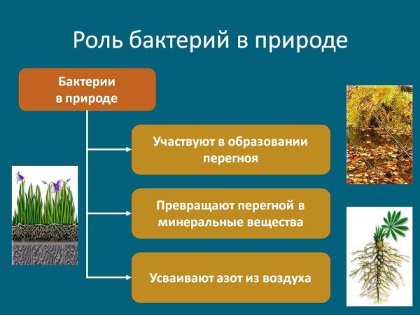 Роль бактерий в природе