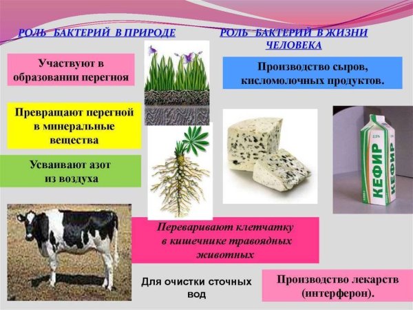 Роль бактерий в природе