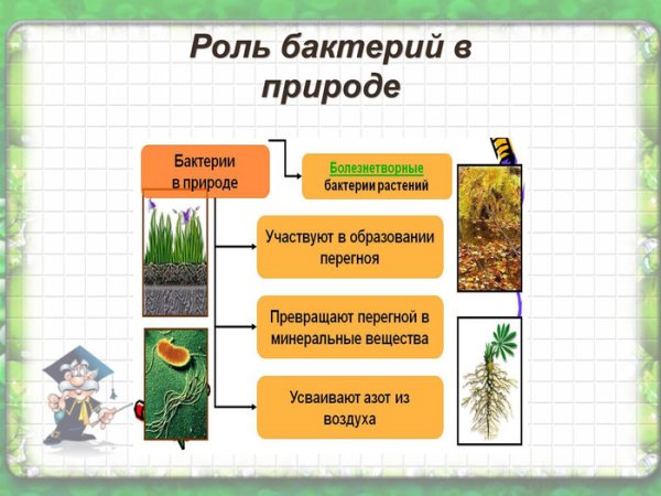 Роль бактерий в природе 5 класс