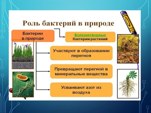 Положительная роль бактерий в природе