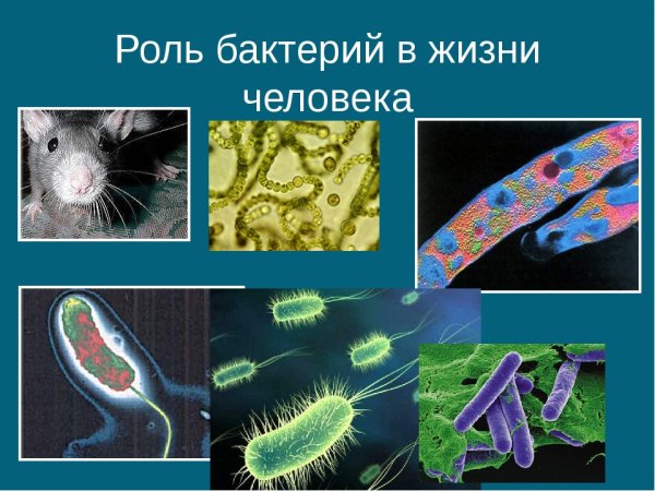 Роль бактерий в жизни