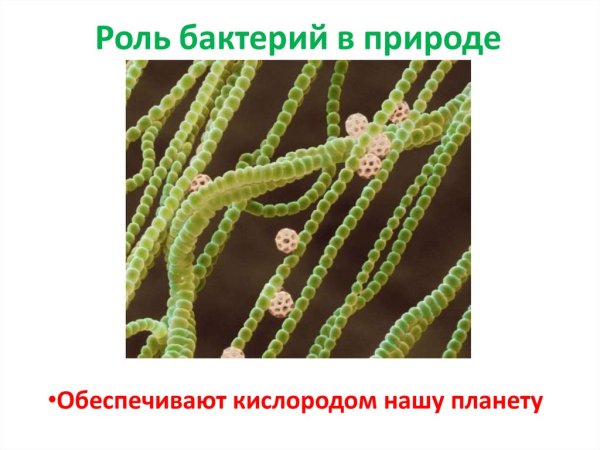 Роль бактерий в природе