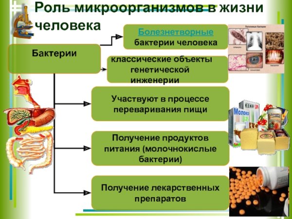 Роль бактерий в жизни растений и человека