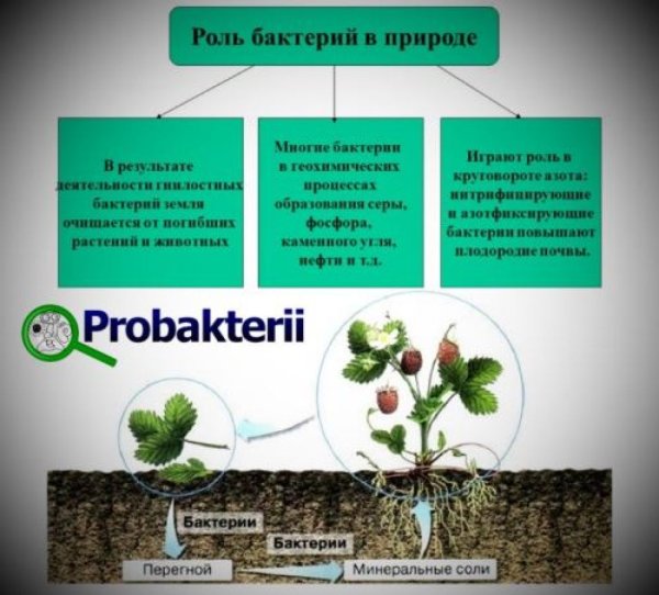 Роль бактерий в природе