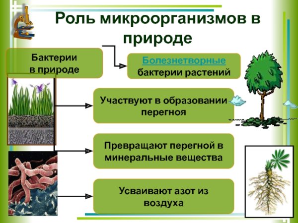 Роль бактерий в жизни человека