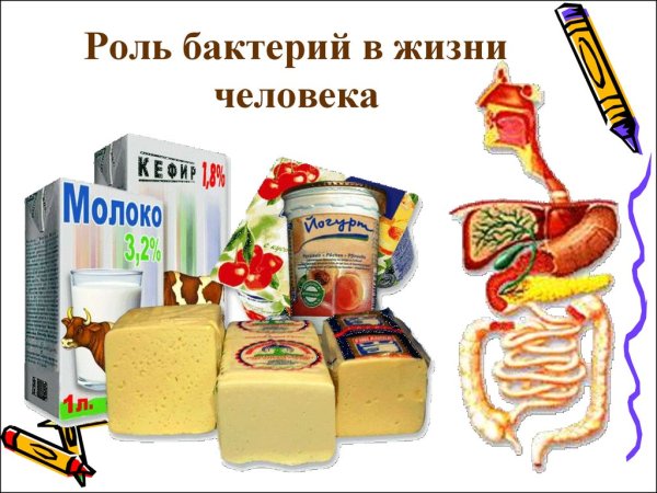 Роль бактерий в жизни человека рисунок
