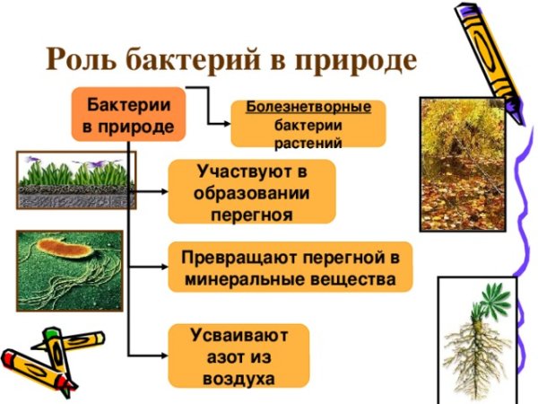 Положительная роль бактерий