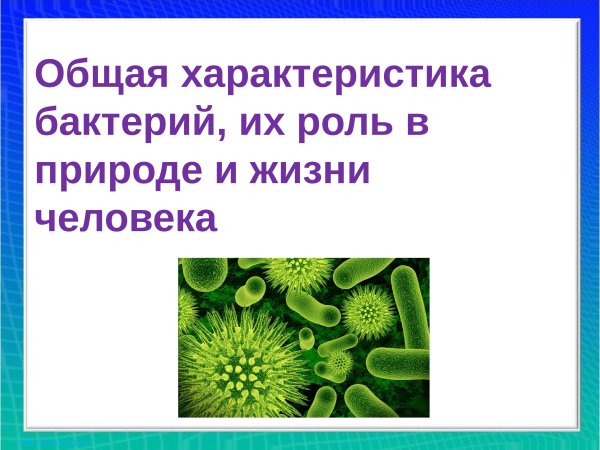 Презентация роль бактерий