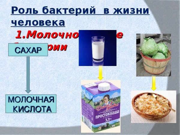 Роль и значение бактерий