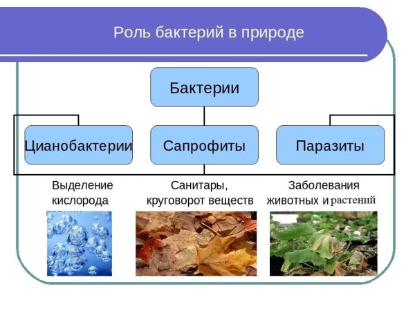 Использование бактерий человеком