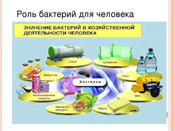 Бактерии в природе