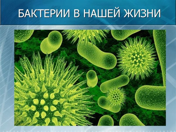 Бактерии в жизни человека