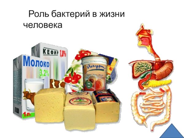 Роль бактерий в природе и жизни