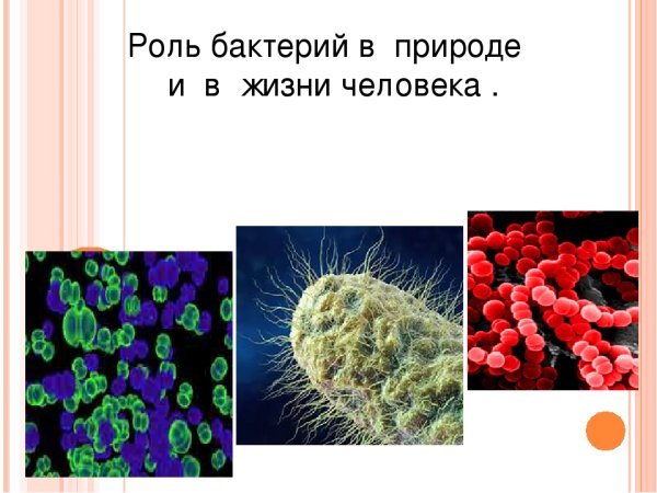 Роль бактерий в природе рисунок