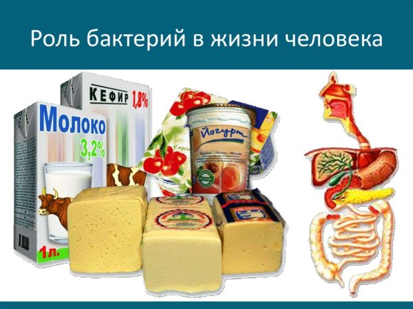 Значение полезных бактерий в жизни человека