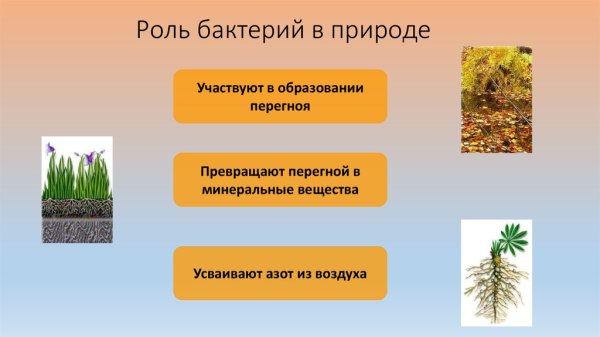 Роль бактерий в жизни человека