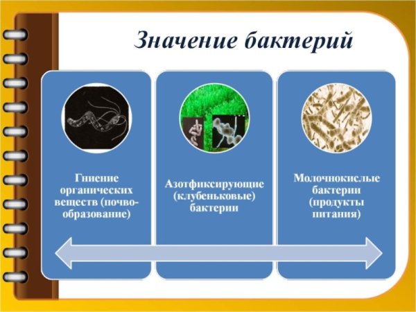 Роль бактерий в хозяйственной деятельности