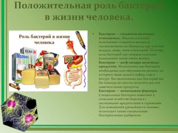 Бактерии в хозяйственной деятельности человека