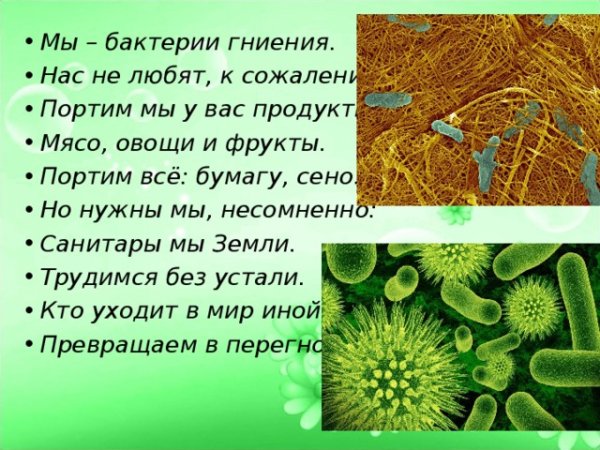 Роль бактерий в жизни человека