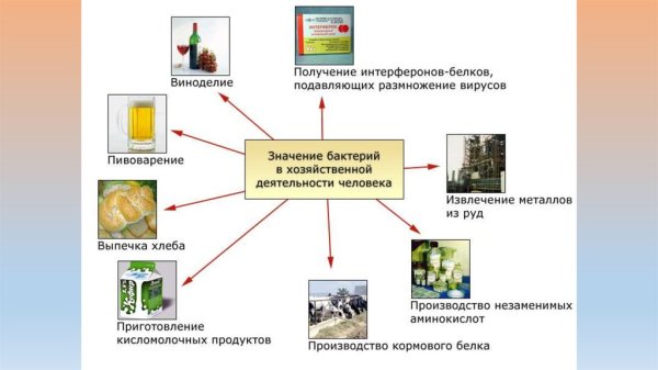 Бактерии в природе и жизни человека