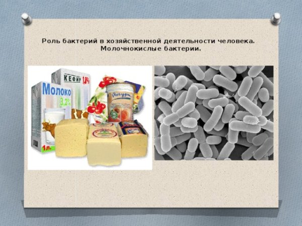 Роль бактерий в природе