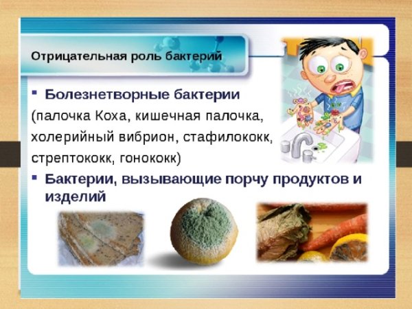 Бактерии в природе
