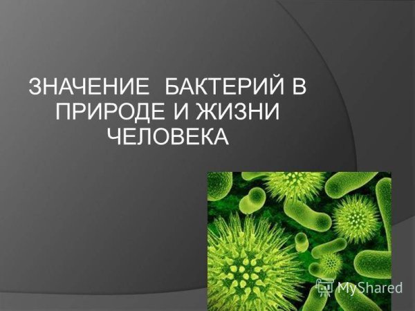 Роль бактерий в природе и жизни человека 5 класс доклад