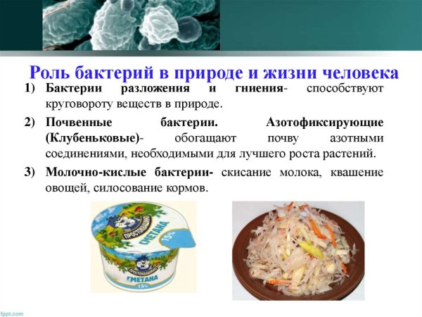 Роль бактерий в природе и жизни человека 5 класс доклад