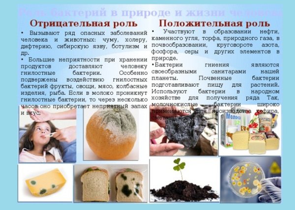 Положительная роль бактерий
