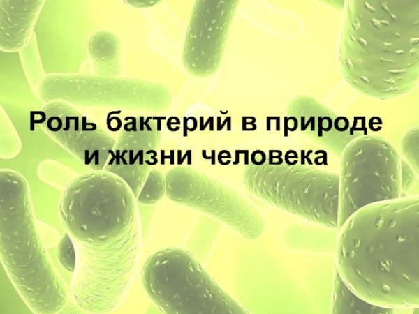 Болезнетворные бактерии в природе