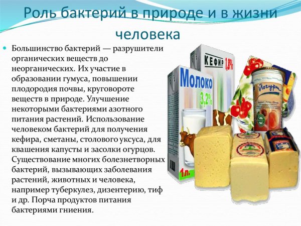 Сообщение о бактериях