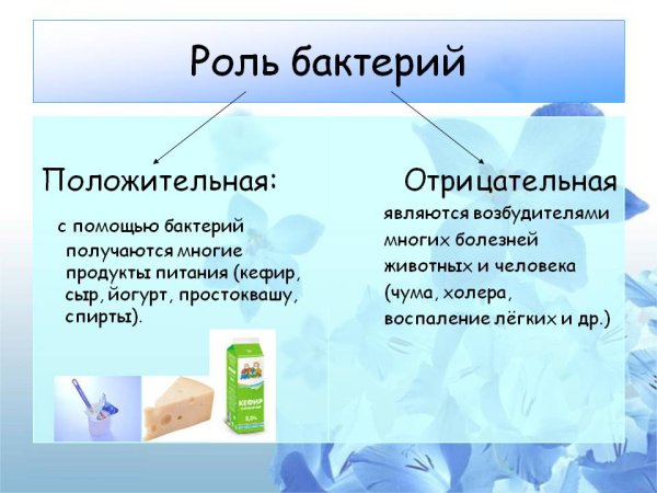 Значение бактерий в природе