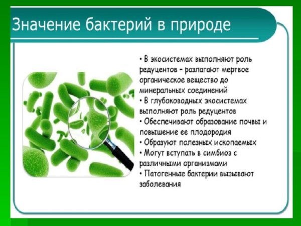Сказка о бактериях по биологии