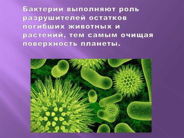 Положительная и отрицательная роль бактерий