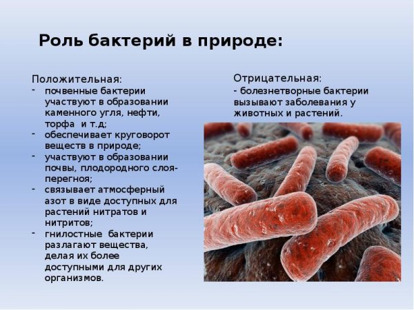 Роль клубеньковые бактерии 5 класс биология