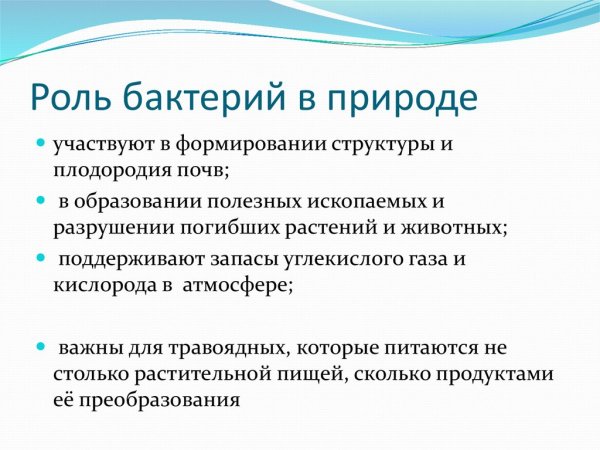 Роль бактерий в жизни человека