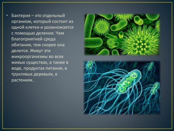 Роль бактерий в жизни человека