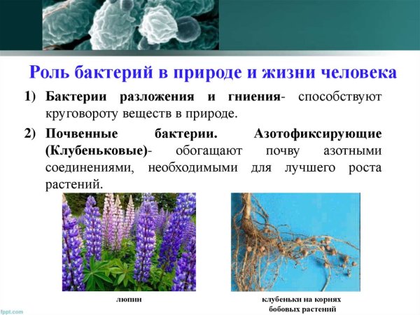 Жизнь бактерий в природе