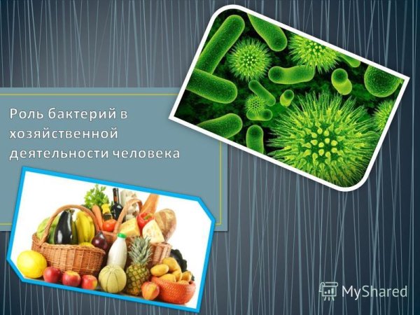 Бактерии и их роль в жизни человека